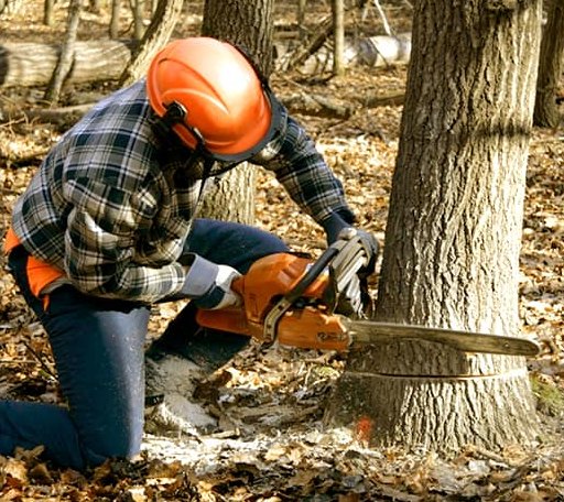 Tree Removal in Hamilton, PA